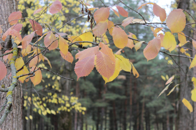 В Омскую область придет резкое потепление до + 9 градусов