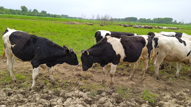 В Омской области построят молочно-товарный комплекс