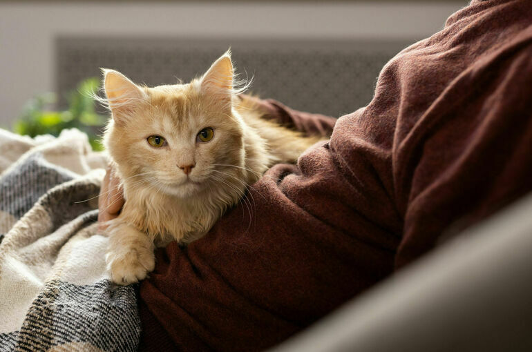 Регистрацию домашних животных могут ввести в 2026 году