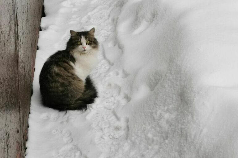 Омичей предупреждают о сильных морозах