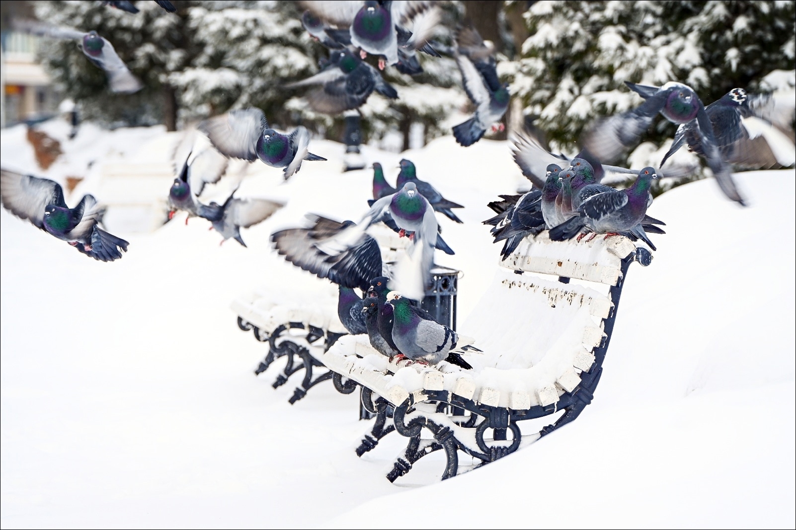 В Омске ко Дню всех влюбленных потеплеет