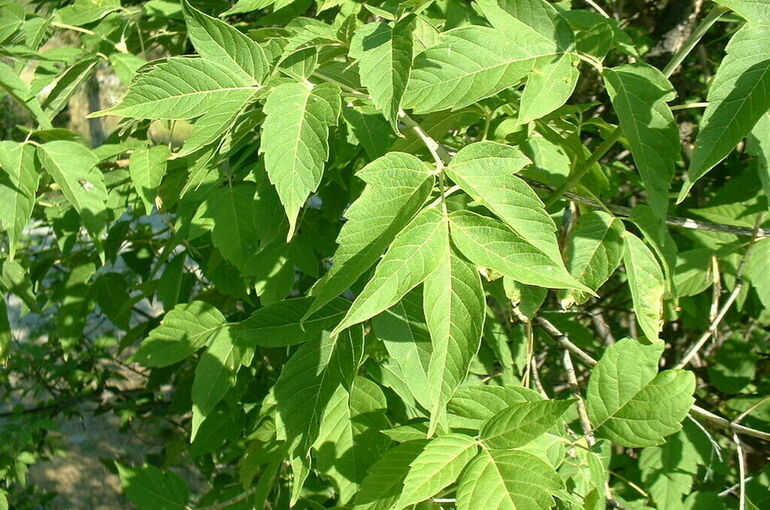 Клен, шиповник, борщевик: какие растения подлежат уничтожению