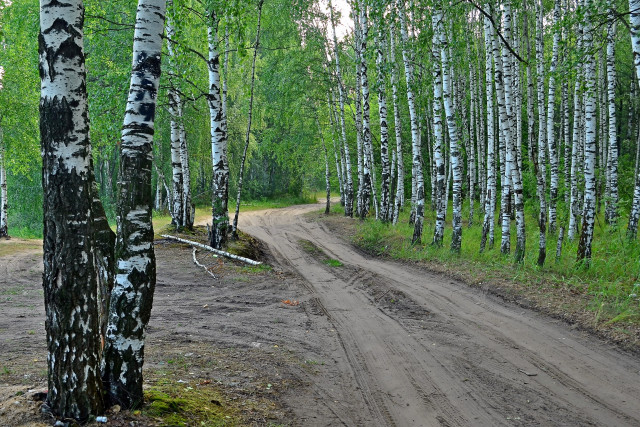 Омичам запретят посещать лес и разводить костры