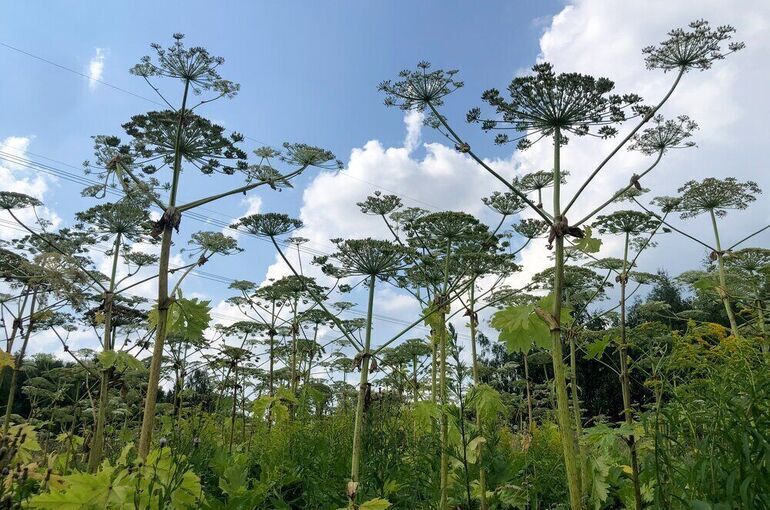 В Омске уничтожат четыре вида растений