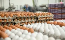 Не простое, а золотое: яйца в Омске подорожали до 120 рублей за десяток