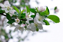 В Омске появится «Сад Памяти»