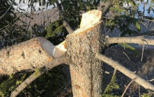 В омском саду «Сибирь» вандалы срубили ель