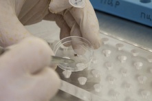 В Сибири появился опасный клещ-мутант