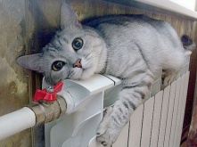 Отопительный сезон в Омске может начаться через неделю