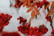 Синоптики предупредили об аномальной зиме в России