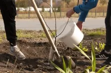 Артисты «Галёрки» высадили саженцы липы на площади у здания театра