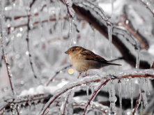 Зима не хочет сдаваться – синоптики о погоде в Омске