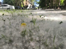 Осторожно - тополиный пух!