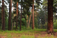 Прокуратура устроит проверку. Экоблогер заявил о вырубке леса в курортной зоне