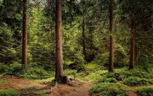 Экоблогер заявил о вырубке леса в курортной зоне