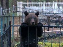 Фейк о голодном медведе на кладбище в Омске