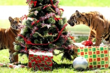 Тигр не любит пестроты: рассказываем о том, чем его задобрить