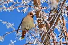 В Омске в последние дни зимних каникул потеплеет до +1 градуса
