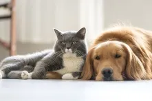 Отмечаем день домашних животных