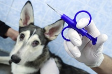 Собак и кошек обяжут чипировать