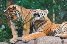 Черный водяной тигр уже здесь: в Китае встретили Новый год