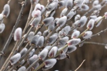 В России встречают весенний праздник Навруз