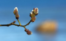 Синоптики: омичей ждет комфортная погода