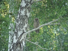 Есть ли  у Омска шанс возродить леса на Волгоградской?