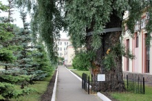 Легендарную иву сносят в Омске