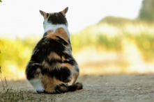 Омичу грозит три года лишения свободы за убийство кошки