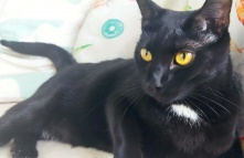 В Омске украли двух кошек на передержке