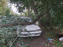 Штормовой ветер сносит деревья в Омске