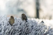 В Омске ударят 35-градусные морозы