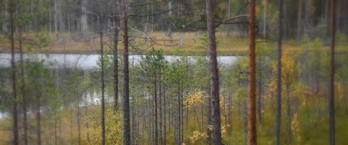 В Омской области леса снова атакует непарный шелкопряд