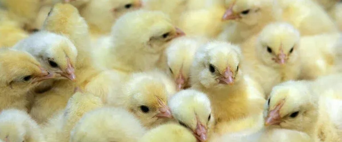 Американские биологи вывели цыплят в искусственном яйце