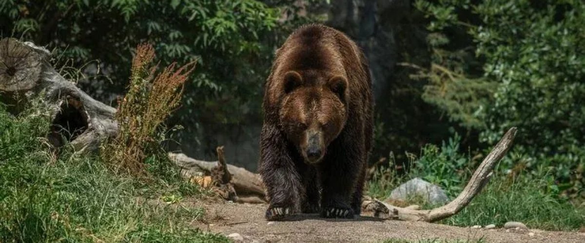 В Омской области популяция бурых медведей пошла на спад