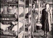 Птицефабрика Иртышская