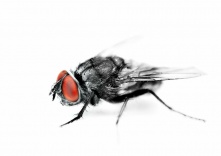 Котлеты и мухи больше не отдельно: правительство утвердило насекомых в качестве еды