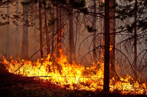 В лесах запретили ходить и ездить  из-за пожаров