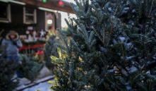 В Омске назвали стоимость новогодних елок