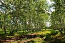 В Омской области уже на этих выходных снимут запрет на посещение лесов