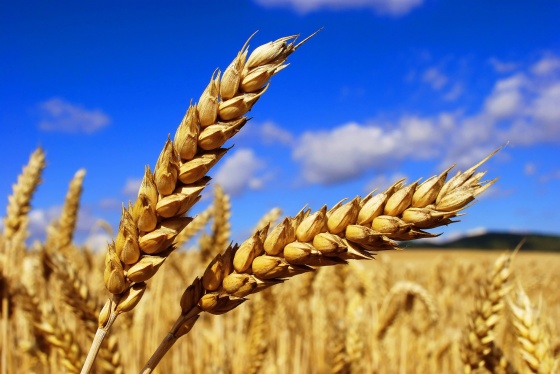 Экспорт переработанного зерна из области увеличился почти в 5 раз