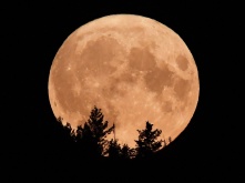 Омичи смогут увидеть Осетровую Луну
