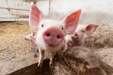 Дан прогноз по ценам на мясо в связи со вспышкой африканской чумы свиней