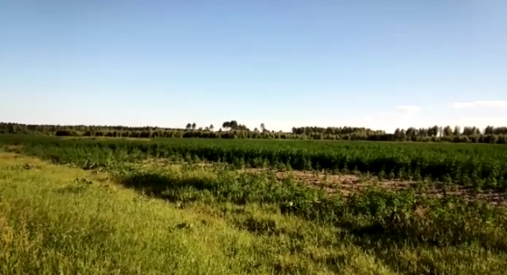 В деревне Окунево выросло поле конопли