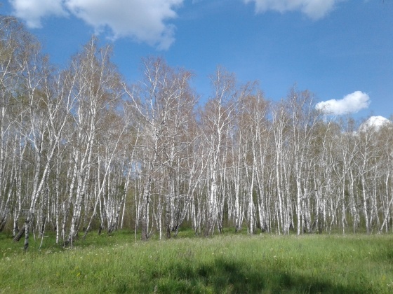 В Омской области насекомые уничтожают леса