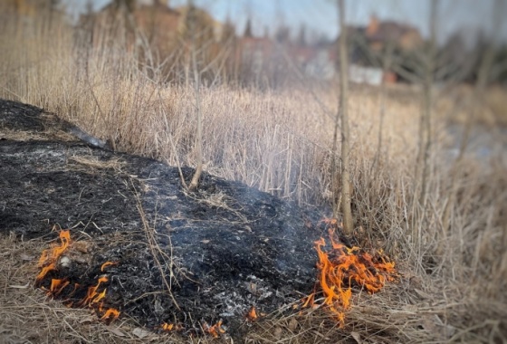 Омская область стала лидером в Сибири по числу лесных пожаров
