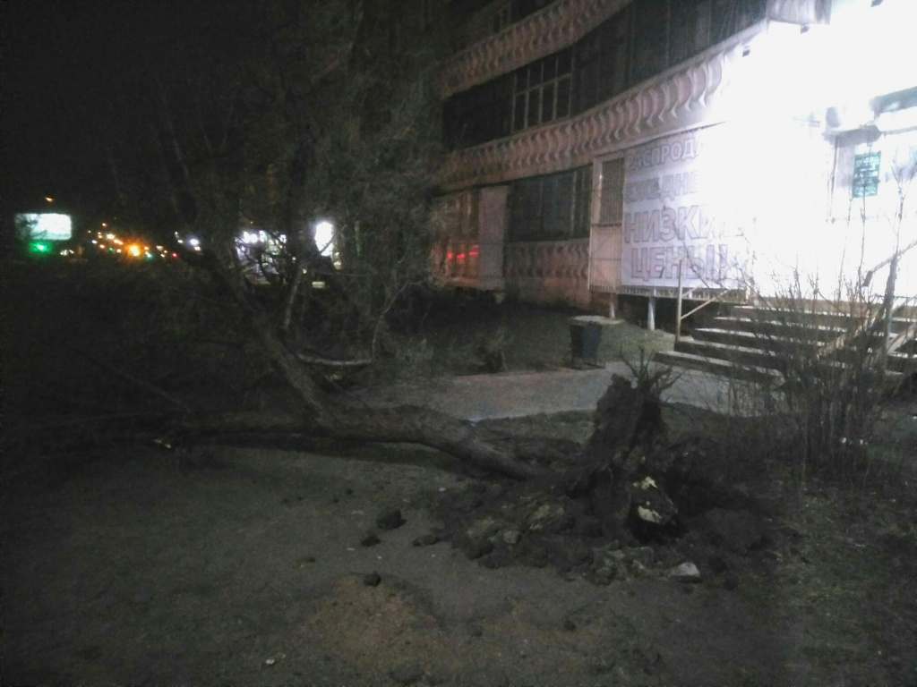 По всему городу разбушевавшаяся стихия повалила много деревьев..jpg